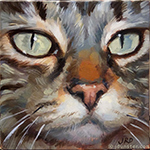 Close-up Tabby