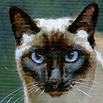 siamese cat